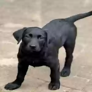 adoptable Dog in Arnold, MD named Maizey